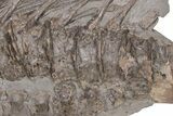Fossil Ichthyosaur (Stenopterygius) Vertebrae & Ribs - Germany #206128-3